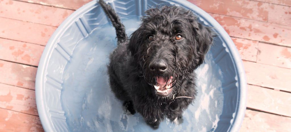 Dog cooling down in bowl of water 