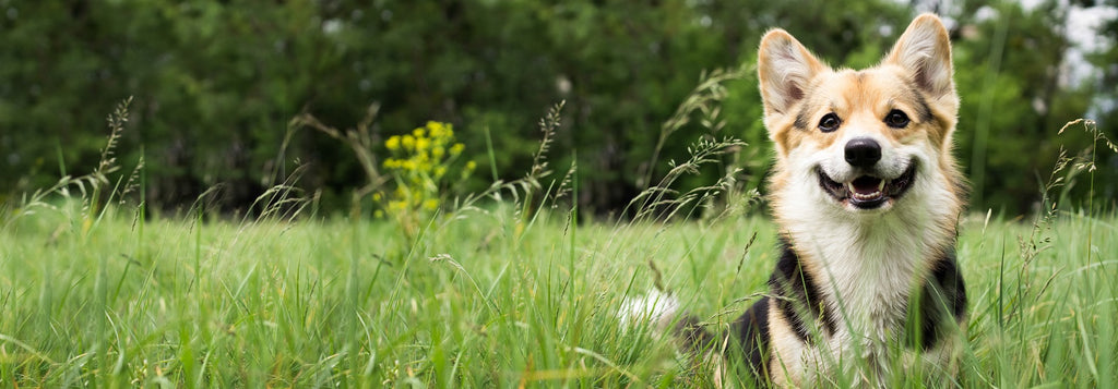 Dog in field