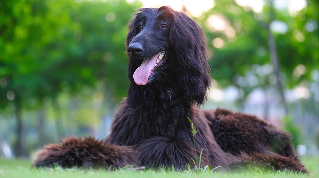 Afghan Hounds dog sat on the grass