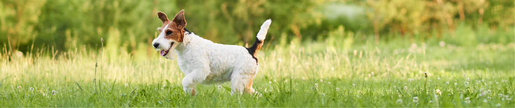  adorable wire fox terrier puppy enjoying running on the grass 