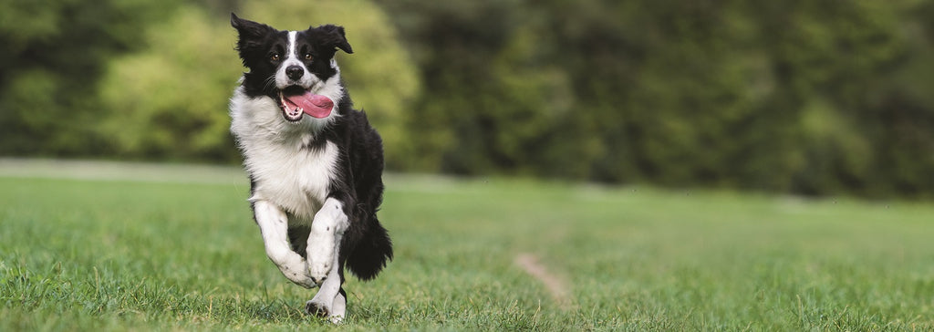 Happy dog running