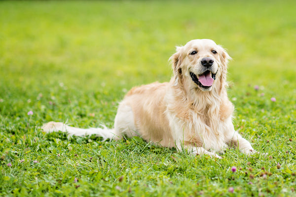 Golden Retriever