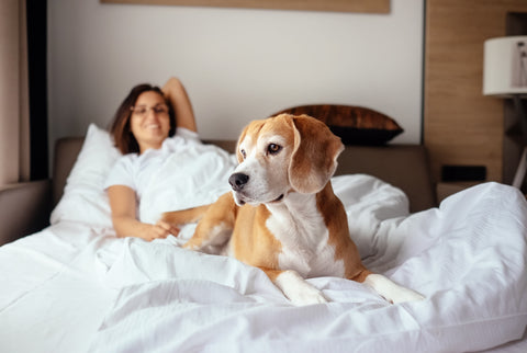 Dog and owner relax on bed for morning cuddle