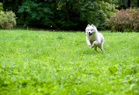 white dog happy running in grass