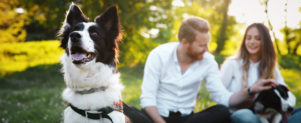 Dog sat on owners lap