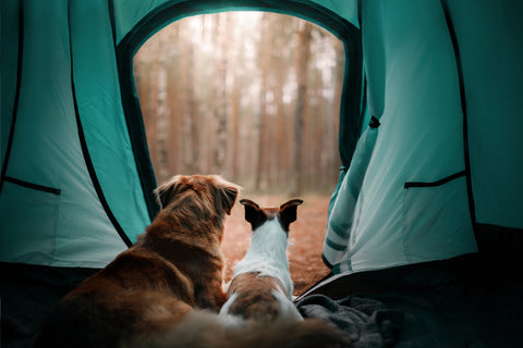 Two dogs relax on an adventure in the forest campsite