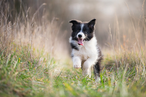 Young Collie running through field