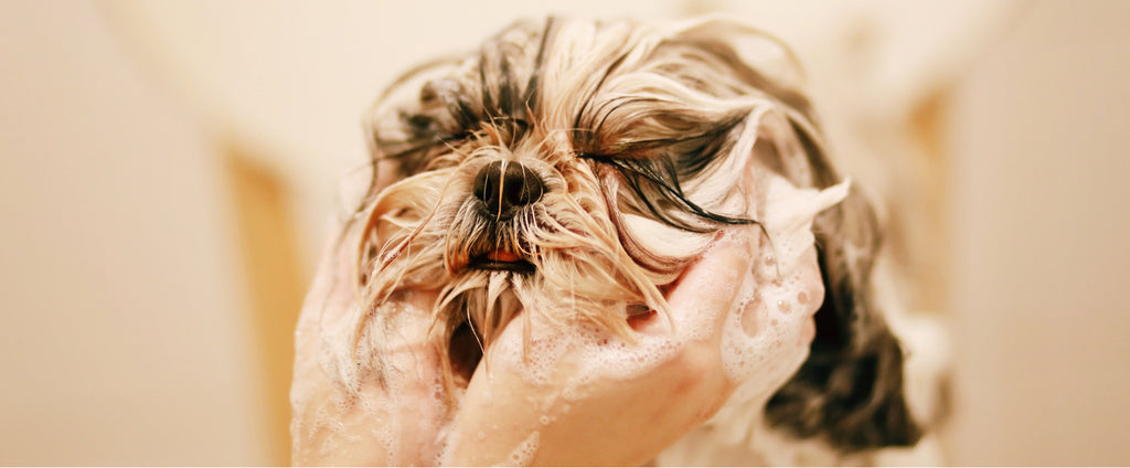 Bathing a dog 