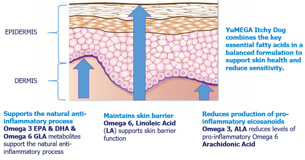 Skin barrier diagram with Itchy Dog