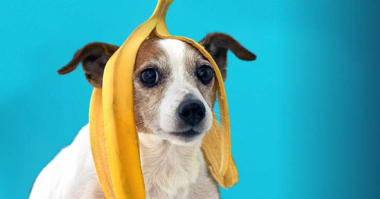 are frozen bananas safe for dogs