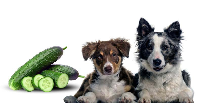 are cucumber peels safe for dogs