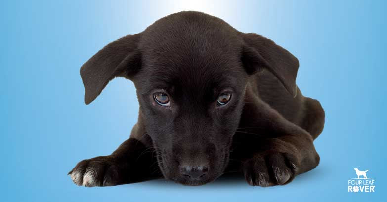 how long is the incubation period for parvo in dogs