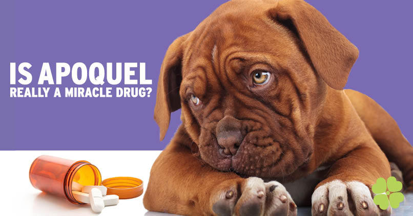 apoquel and canine cancer