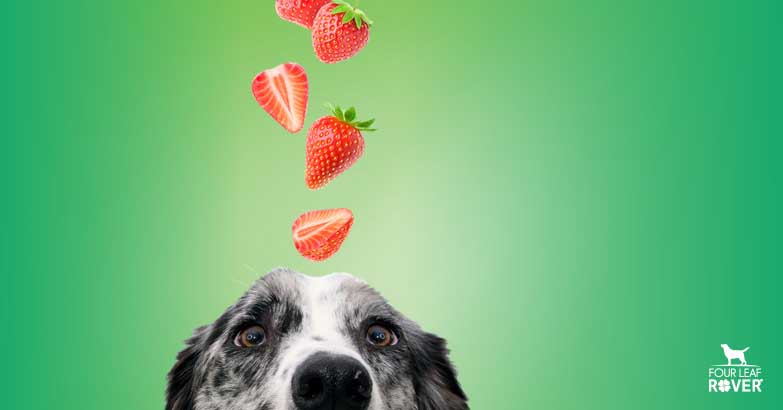 are strawberry poisonous to dogs