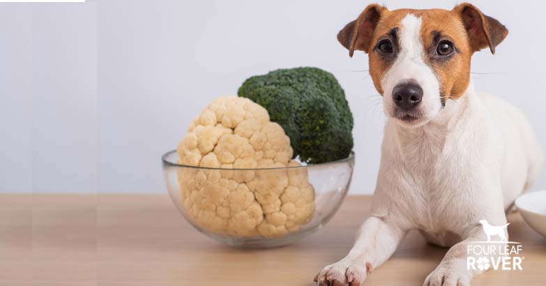 can you feed dogs cooked vegetables