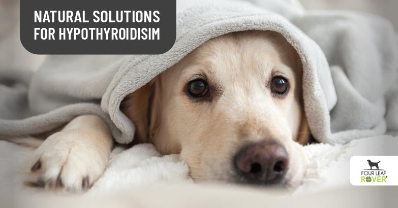 what happens when a dog has thyroid problems