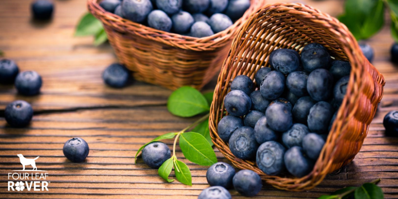 are fresh blueberries bad for dogs