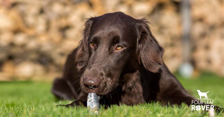 does eating bird poop hurt dogs