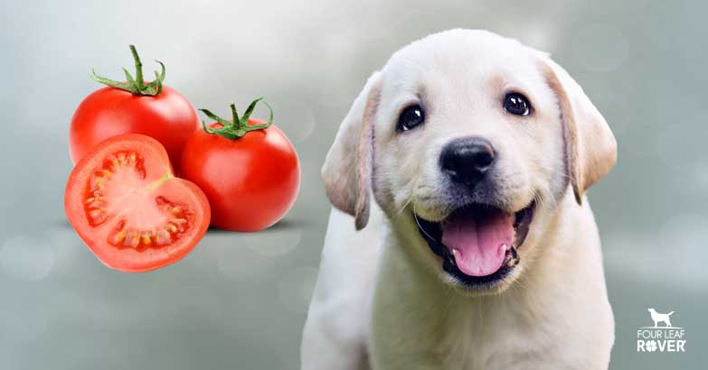 can dogs eat lettuce and tomatoes