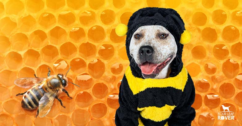 how much honey can a dog have