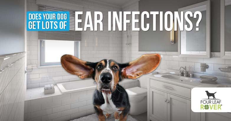 are double ear infections painful for dogs