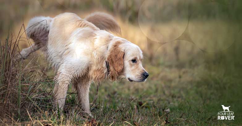 what causes e coli uti in dogs