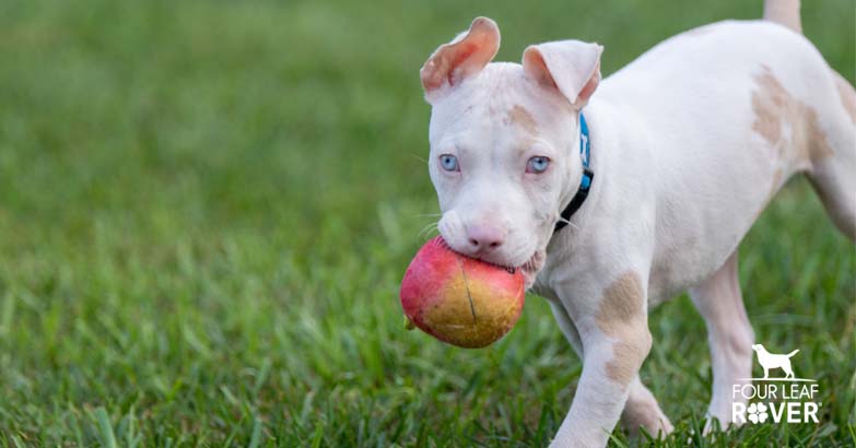 are rotten apples bad for dogs