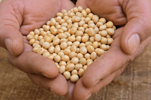 Coffee seeds in hand.