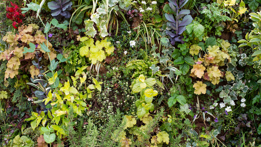 files/preview-full-ridgeway_soapworks_flower_wall.png