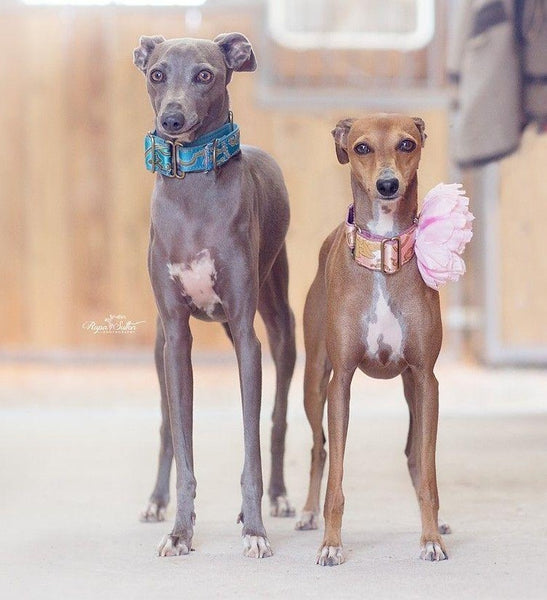 What To Know Before Buying Your Greyhound Collar and Lead - Four Long Legs