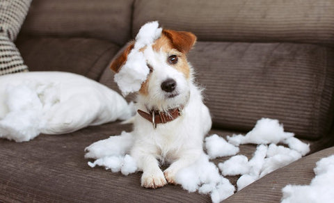 Jack Russel Terrier chewing on a couch
