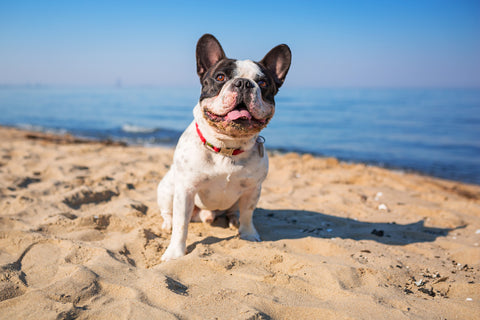 Frenchie on the beach