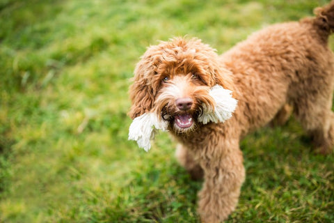 Happy Laberdoodle holding a rope toy