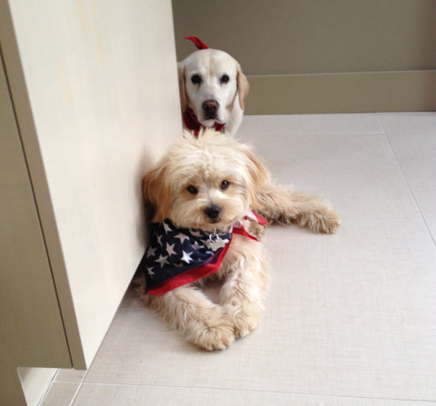 two dogs near wall bandana