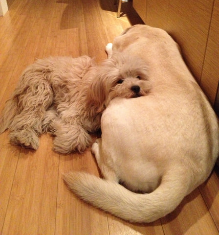 two dogs laying on each other