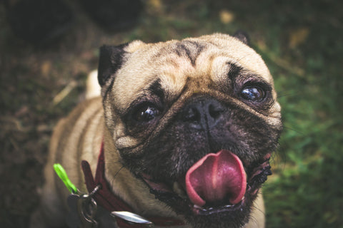 pug with bad breath