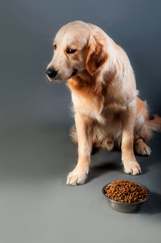 Retriever not eating food