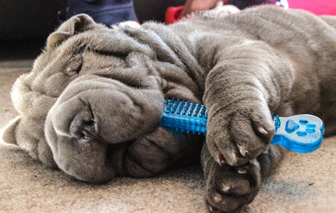 Sharpei dog happily chewing on rubber toy