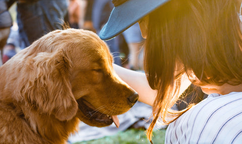 woman comforting golden retriever dog