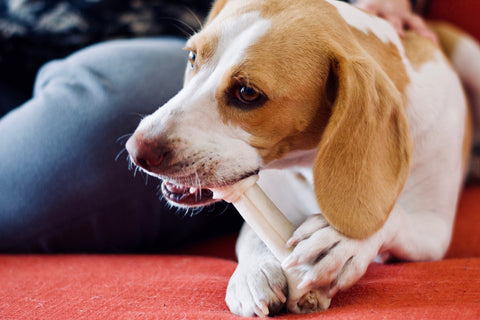 Beagle Dog chewing on a rawhide bone