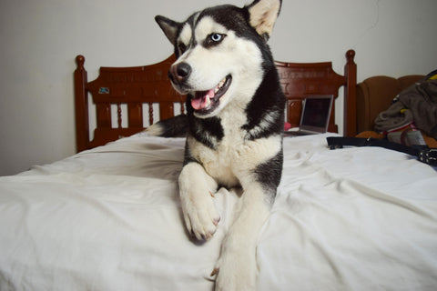 Husky on a bed