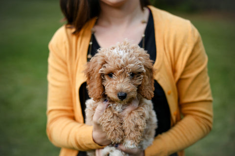 woman holding golden doodle puppy in front of her