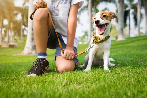 boy-kneeling-on-grass-making-dog-sit-with-leash