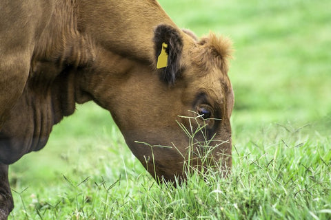 close up of Brazilian brown cow eating grass