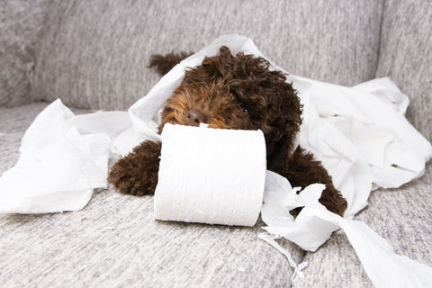 Cute brown dog sitting on couch chewing on roll of toilet paper
