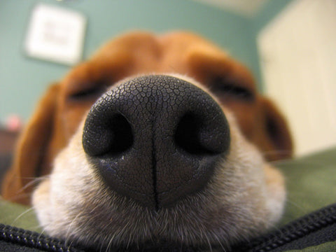 Dog nose close-up