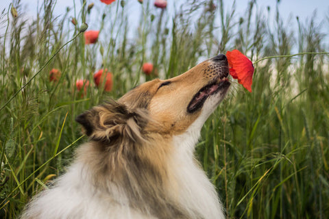 Happy collie sniffing a red poppy