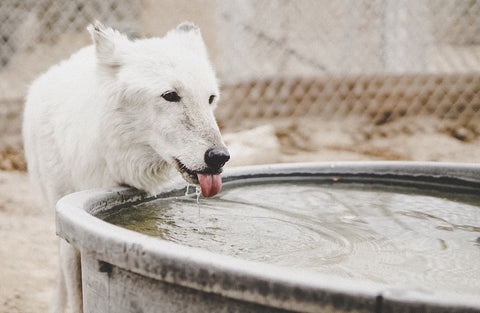 dog_drinking_from_reservoir_dirty_water