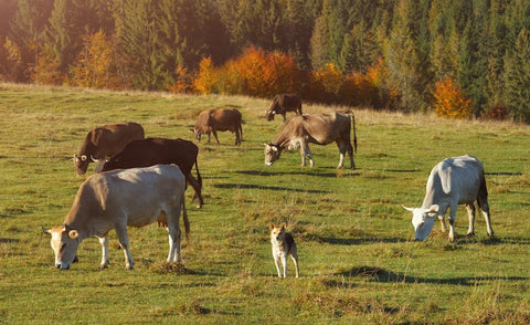 cows grazing with dog in the middle
