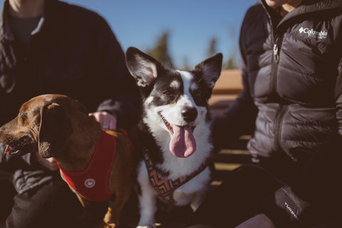 Dogs on Bench With Friends